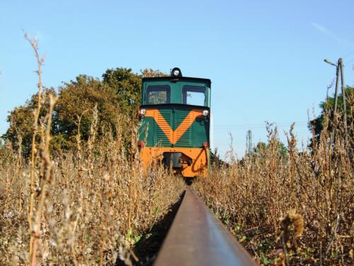 Lyd1 czyli Lydka w trawie - Głuchów