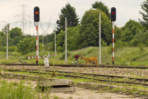 Koziołek w Zawadzie